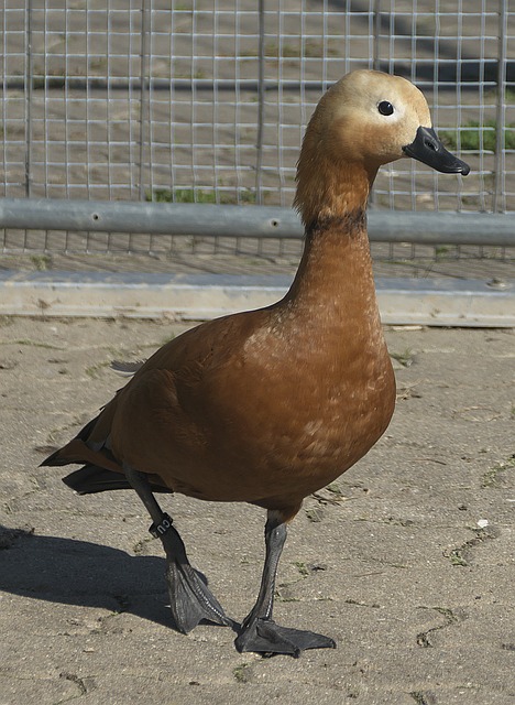 她就展现出
