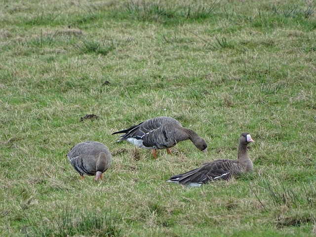 则容易导致 则容易导致