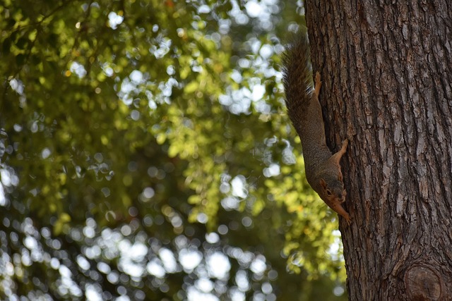 年从埃弗顿 年从埃弗顿