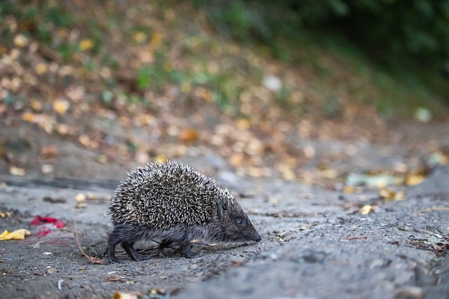 能的缺席 能的缺席